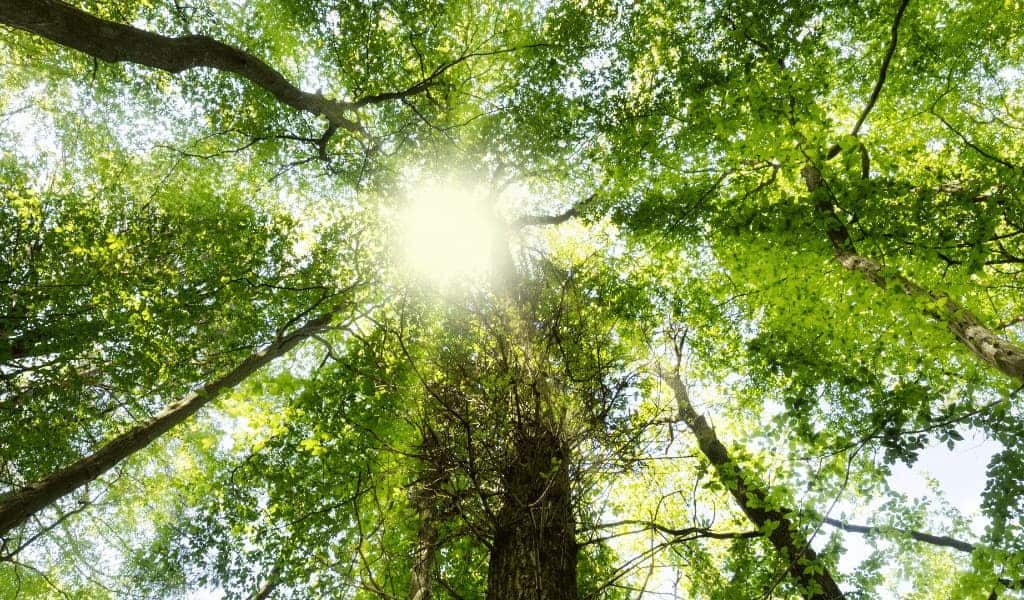 DBT Montgomery County