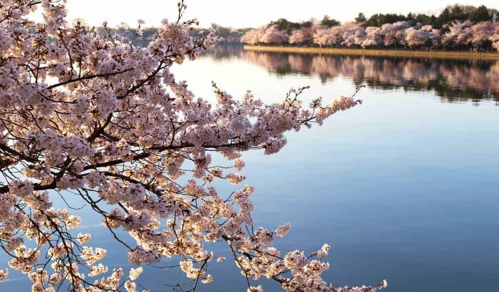 Therapy at Dupont Circle