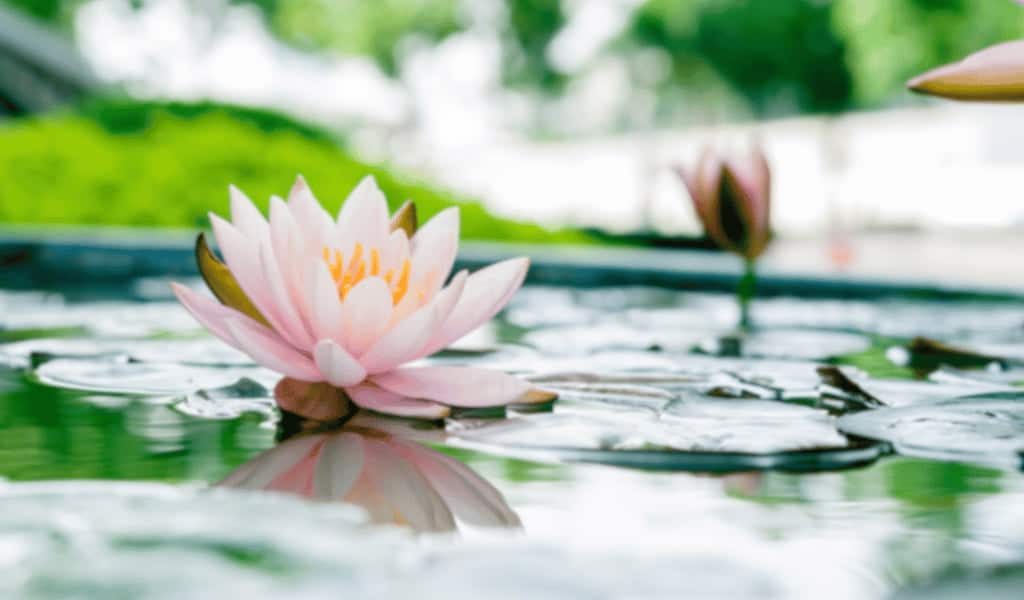 Lotus Flower - Symbol for Change