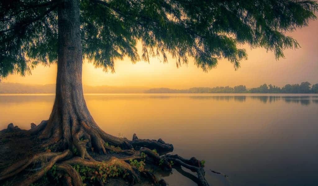 Mindfulness - Nature